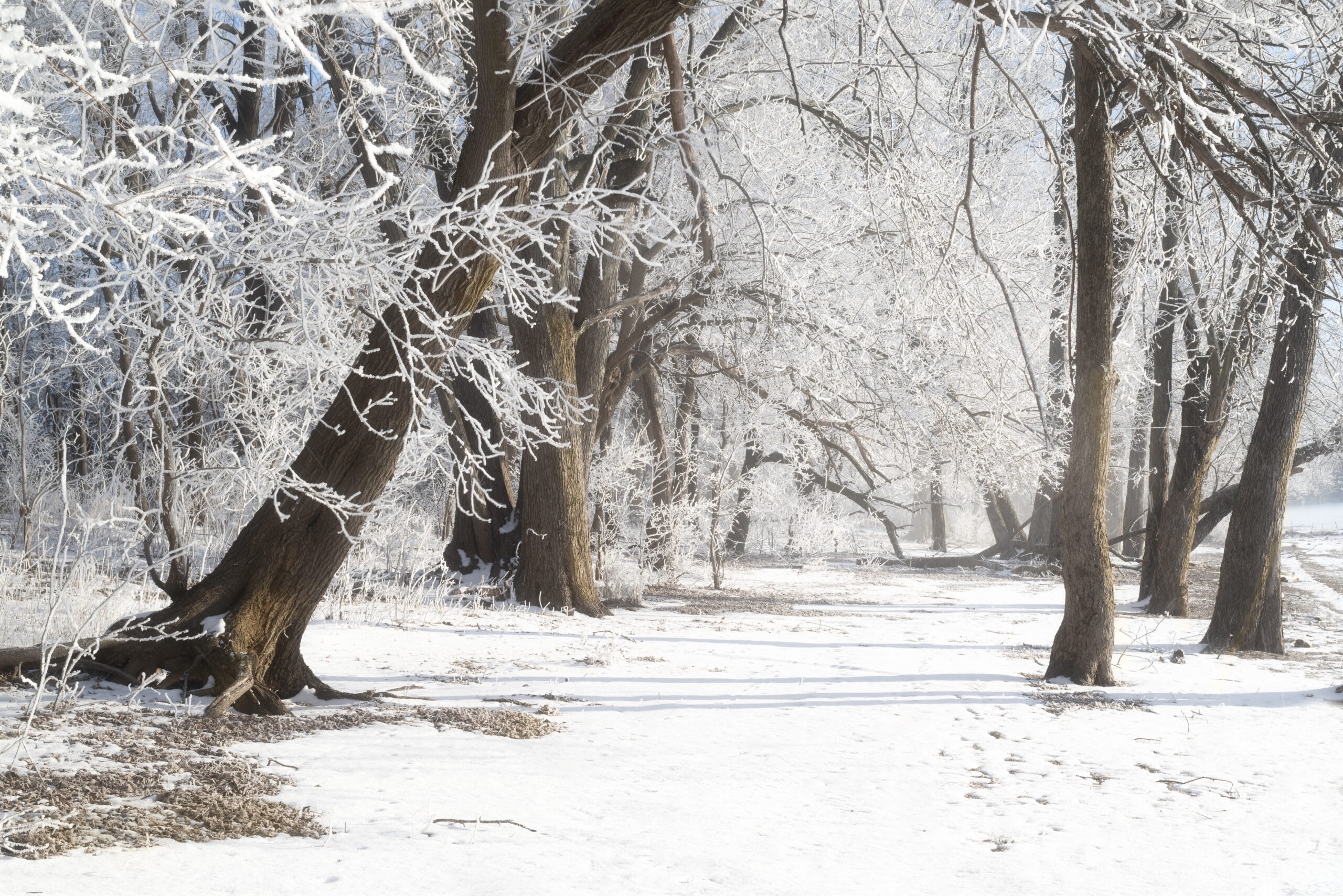 Frosty arch print