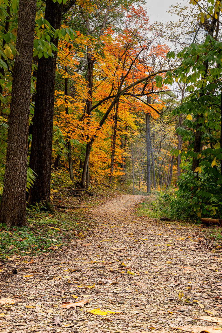 Stroll In The Early Color