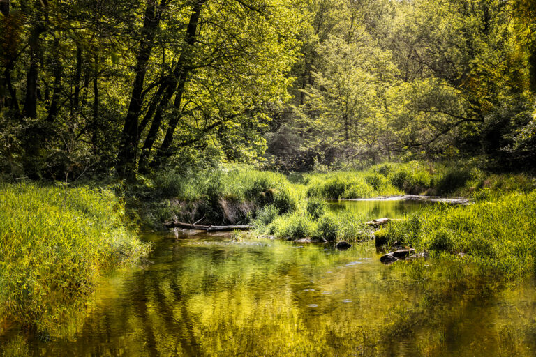 Wet Foot Creek